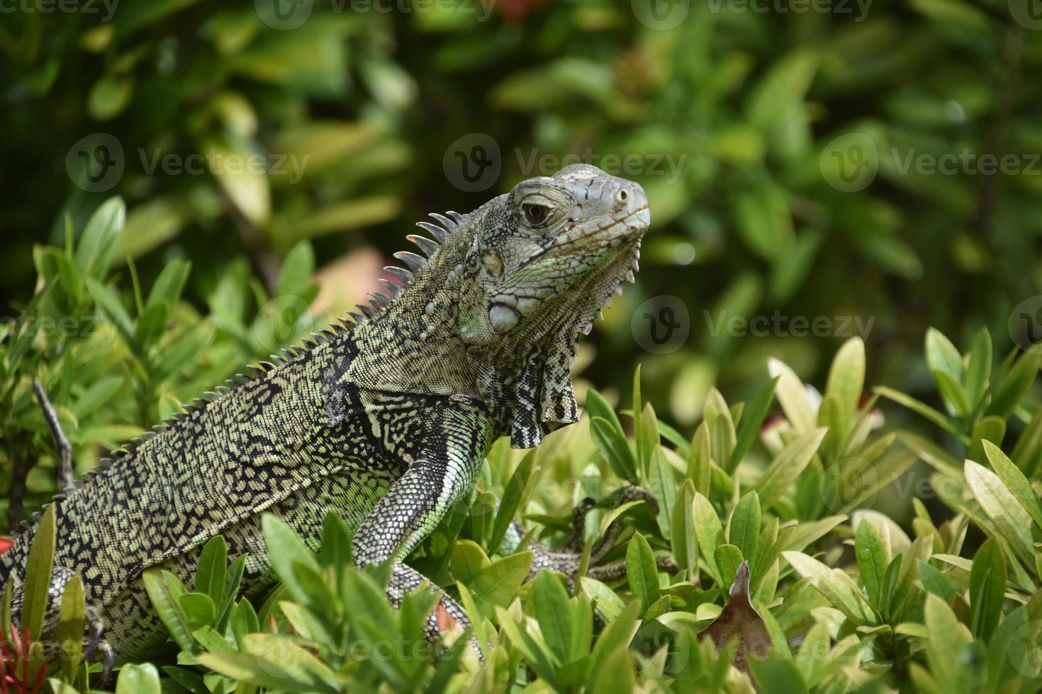 ótimo lagarto de iguana estampado em um arbusto foto