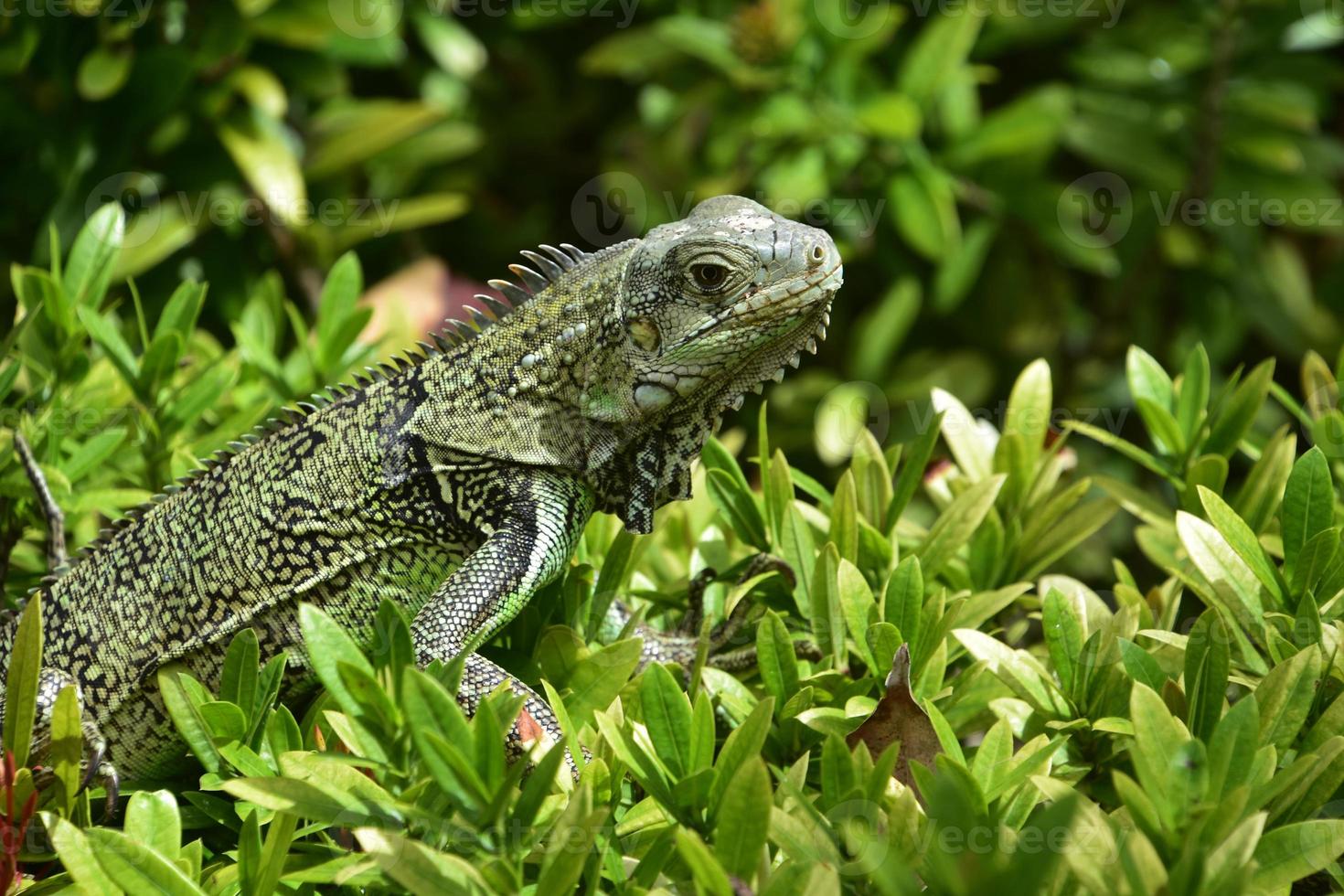 iguana agachada no topo de um arbusto verde foto