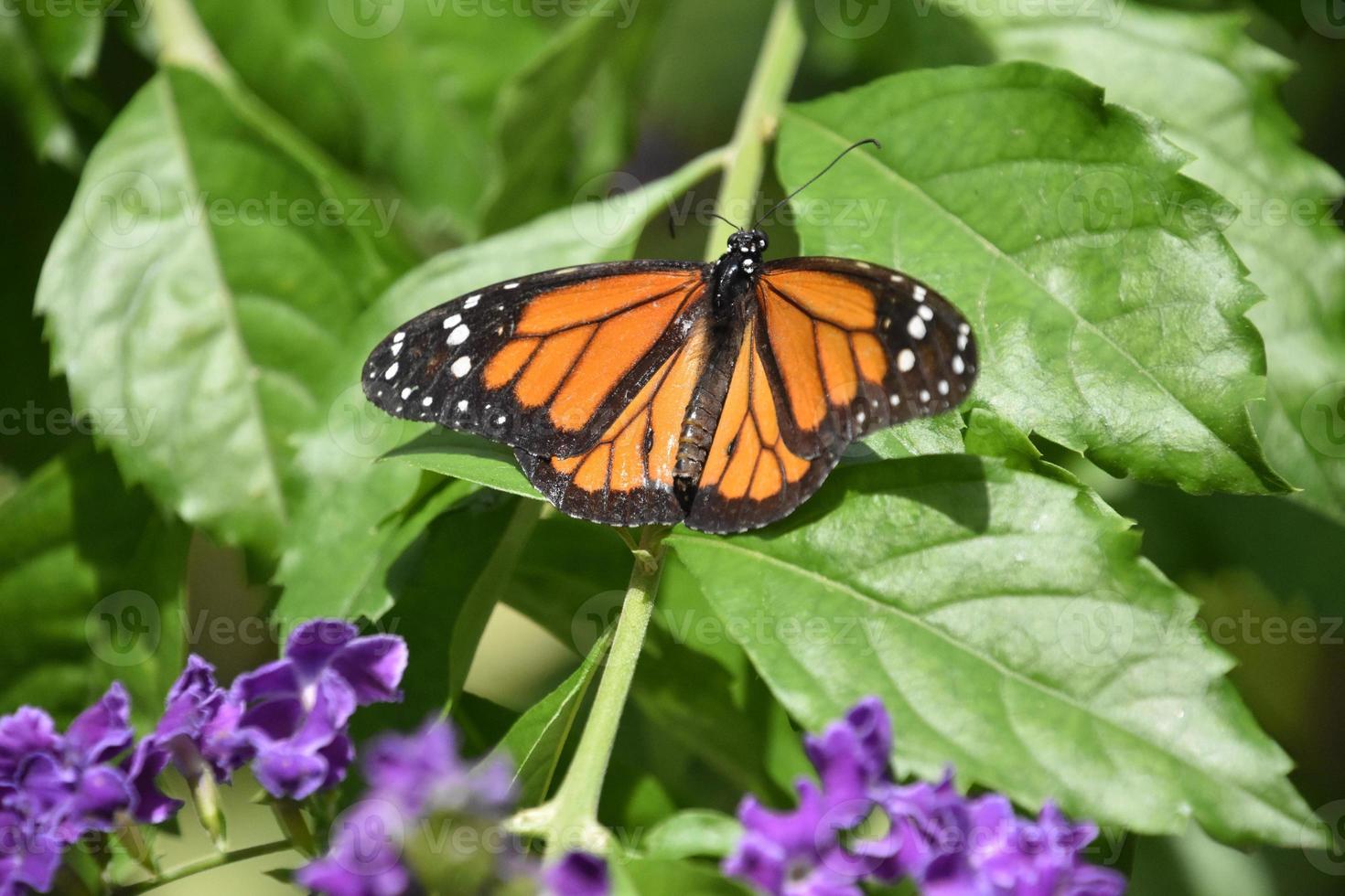 borboleta monarca com flores roxas em flor foto