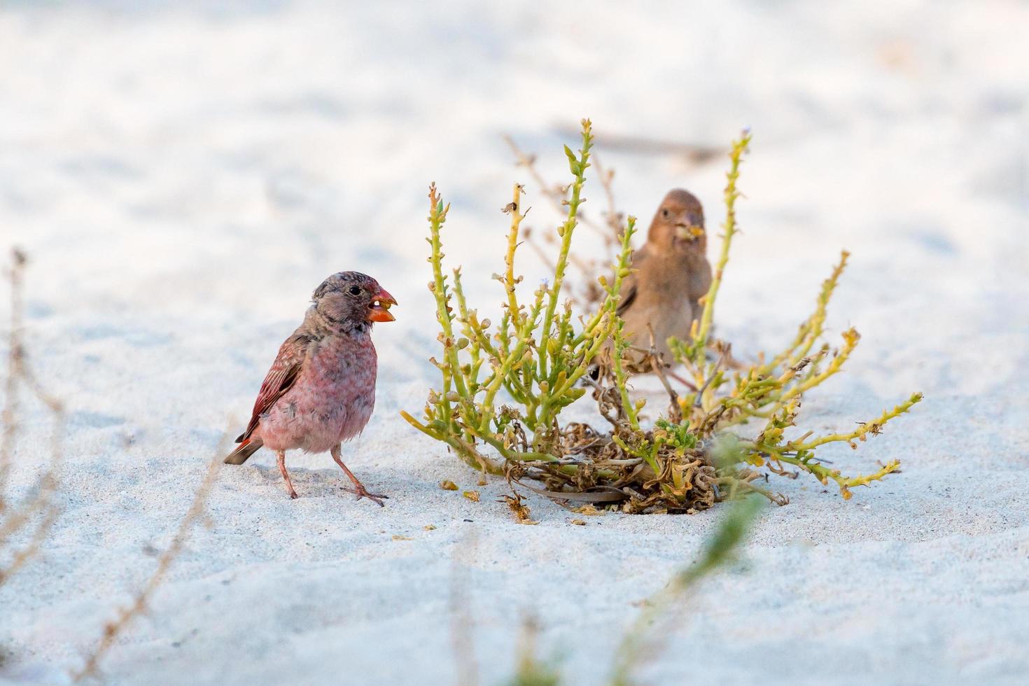 tentilhão trompetista em pé na areia foto