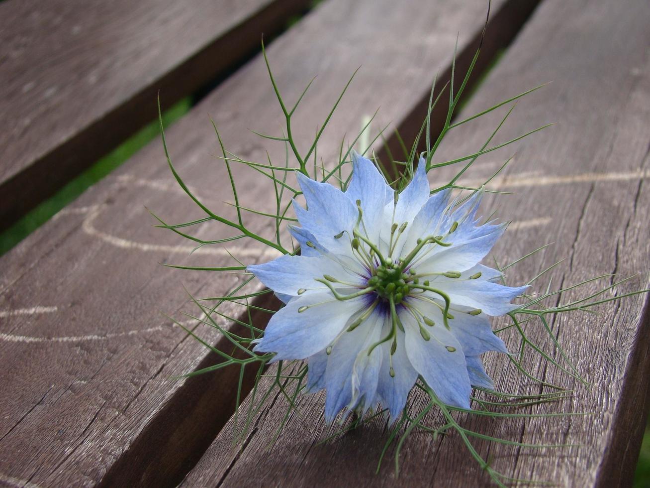 flor azul em um banco de madeira foto