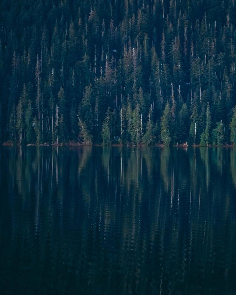 lago calmo em uma floresta escura foto