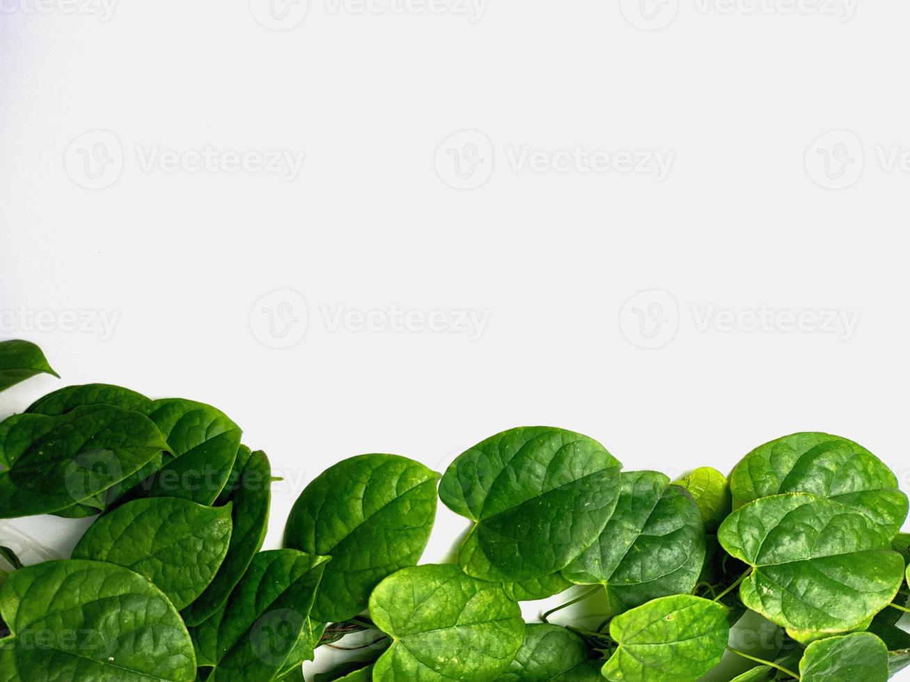 conceito criativo de um fundo de planta verde do tipo rastejante isolado em um fundo branco. o conceito de minimalismo natural foto