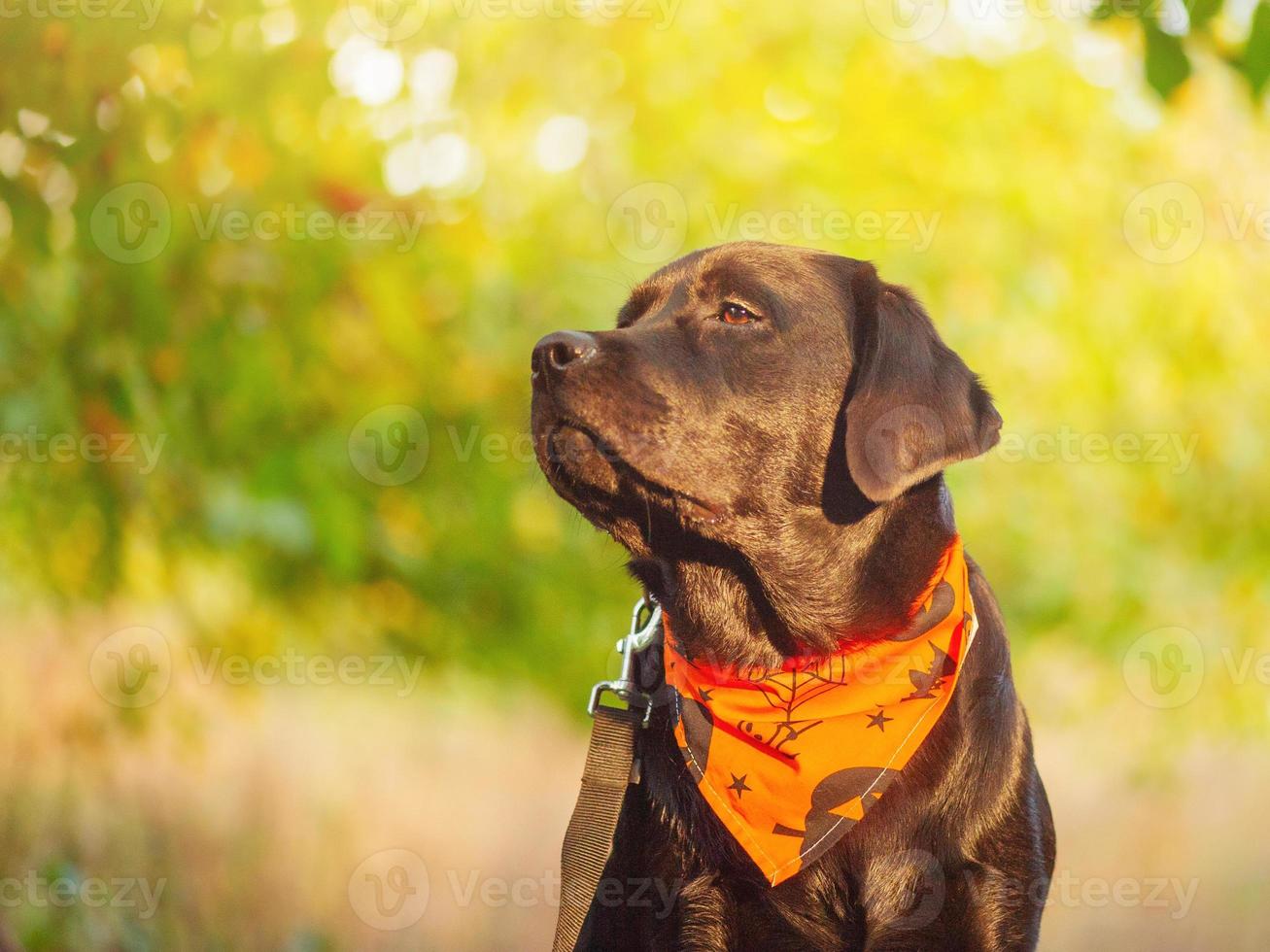 labrador retriever em uma bandana laranja para o halloween. cachorro na coleira. foto