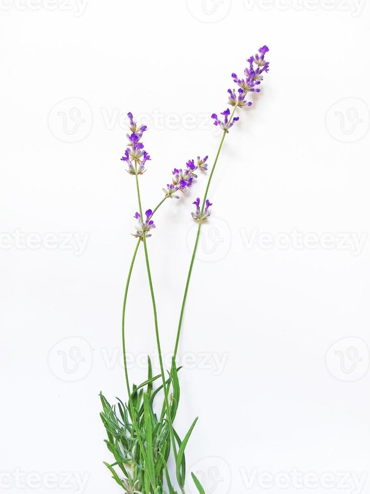 ramos perfumados com flores e folhas de lavanda em um fundo branco foto