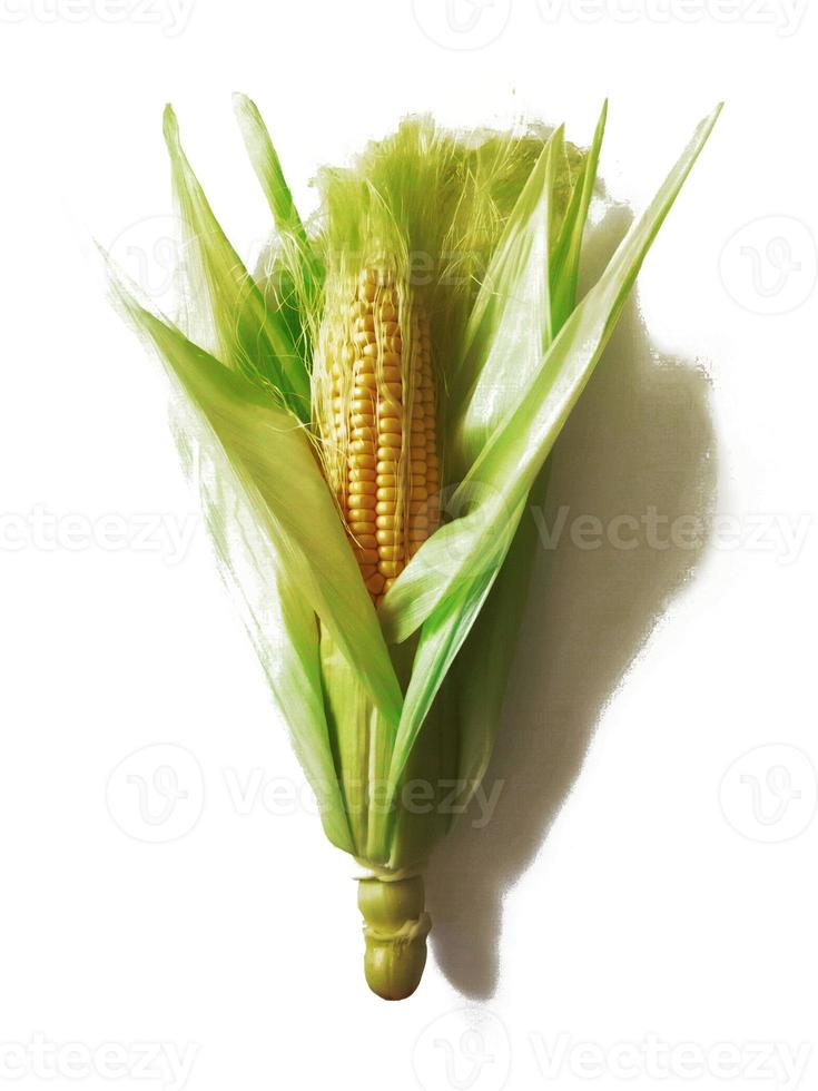 única espiga de milho isolada no fundo branco foto