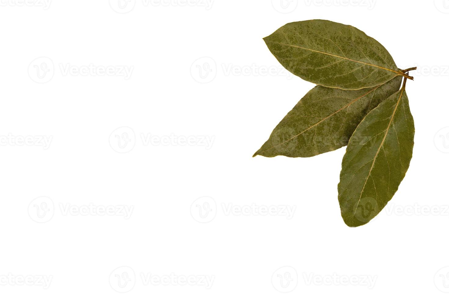 um conjunto de três folhas de louro secas em um fundo branco e isolado. foto