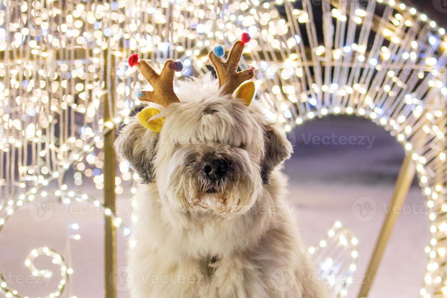 cão pastor sul russo de cabelos compridos branco está usando chifres de veado coloridos em uma rua em um fundo de luzes de natal. foto