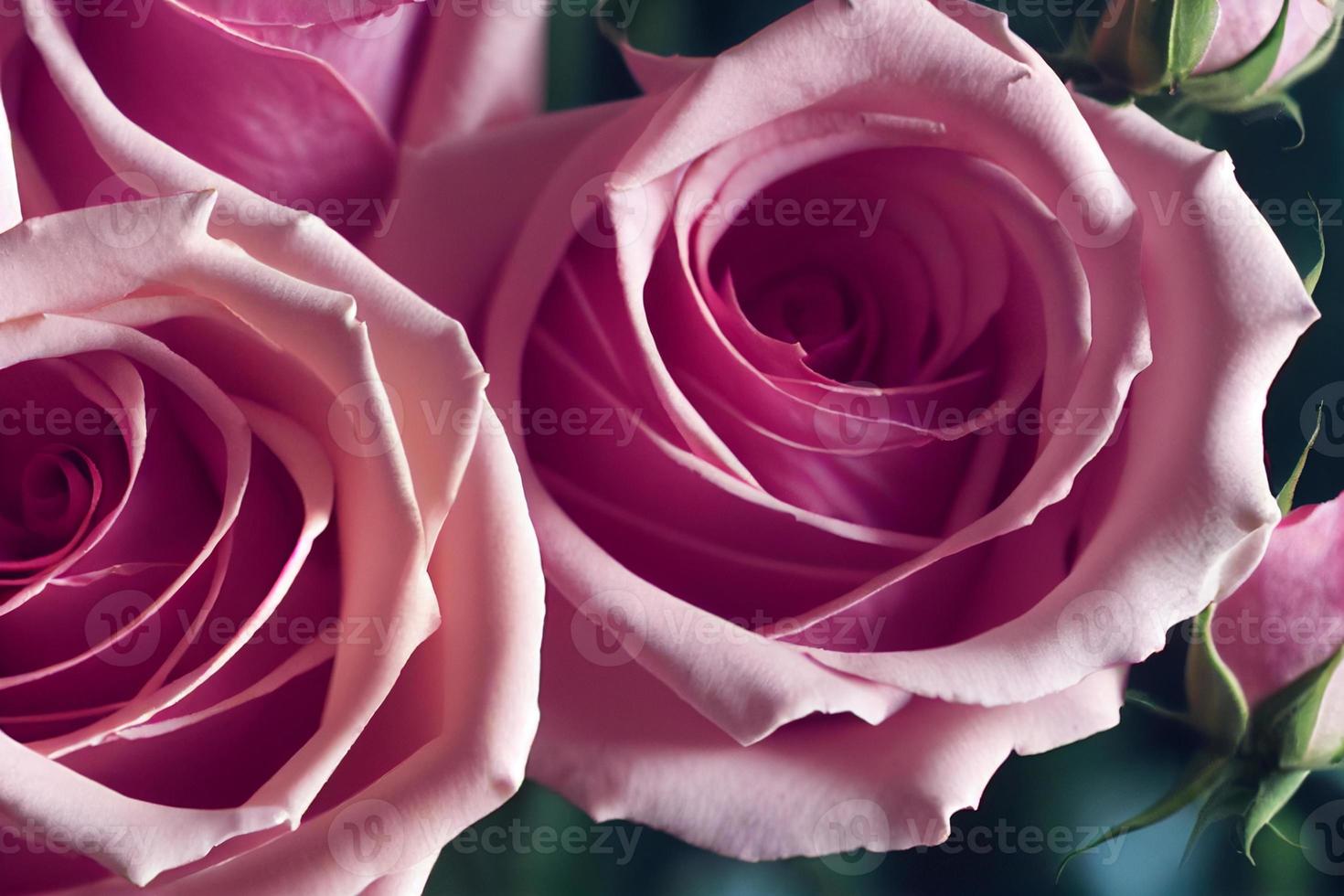 buquê de rosas cor de rosa closeup foto