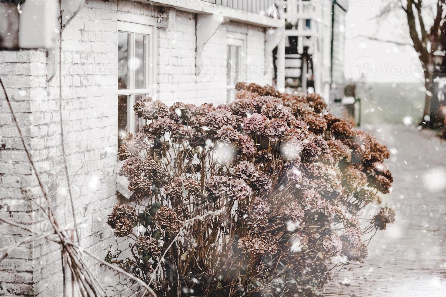 arbusto de flores de hortênsia seca perto de casa de tijolos rurais foto