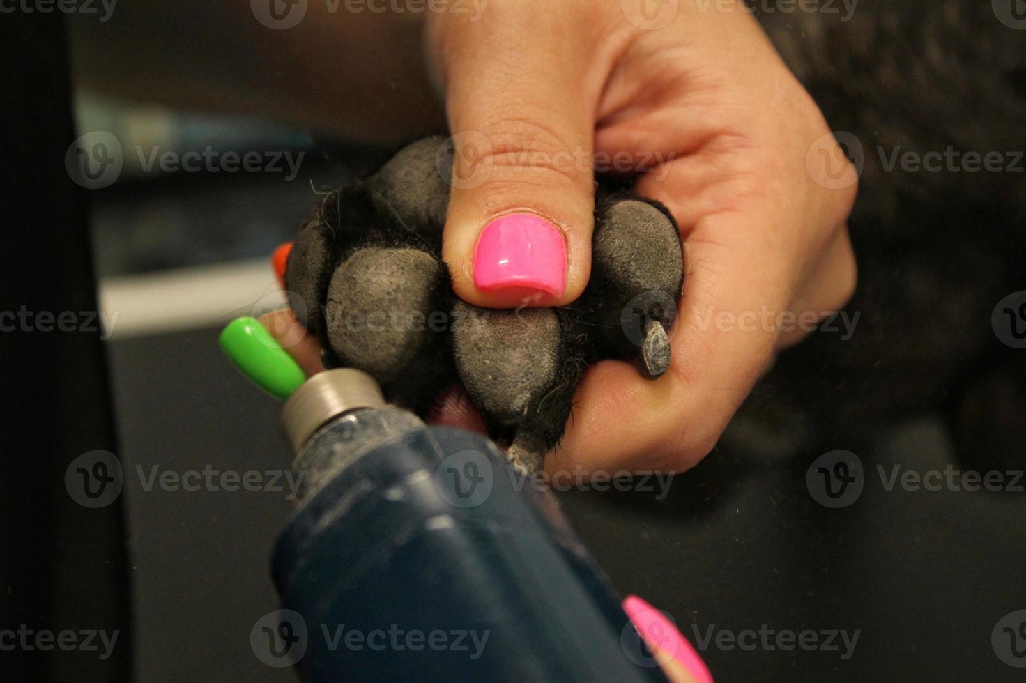 pata de cachorro e moedor de unhas elétrico nas mãos de mulher do aparador. garras de polimento, recorte e manicure do conceito de animais de estimação. cuidados de higiene animal. procedimento de beleza profissional no salão de beleza. fechar-se foto