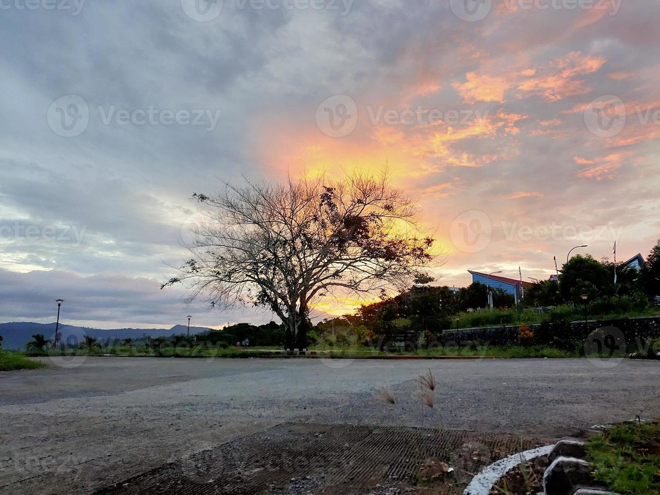 árvores com folhas caídas à tarde foto