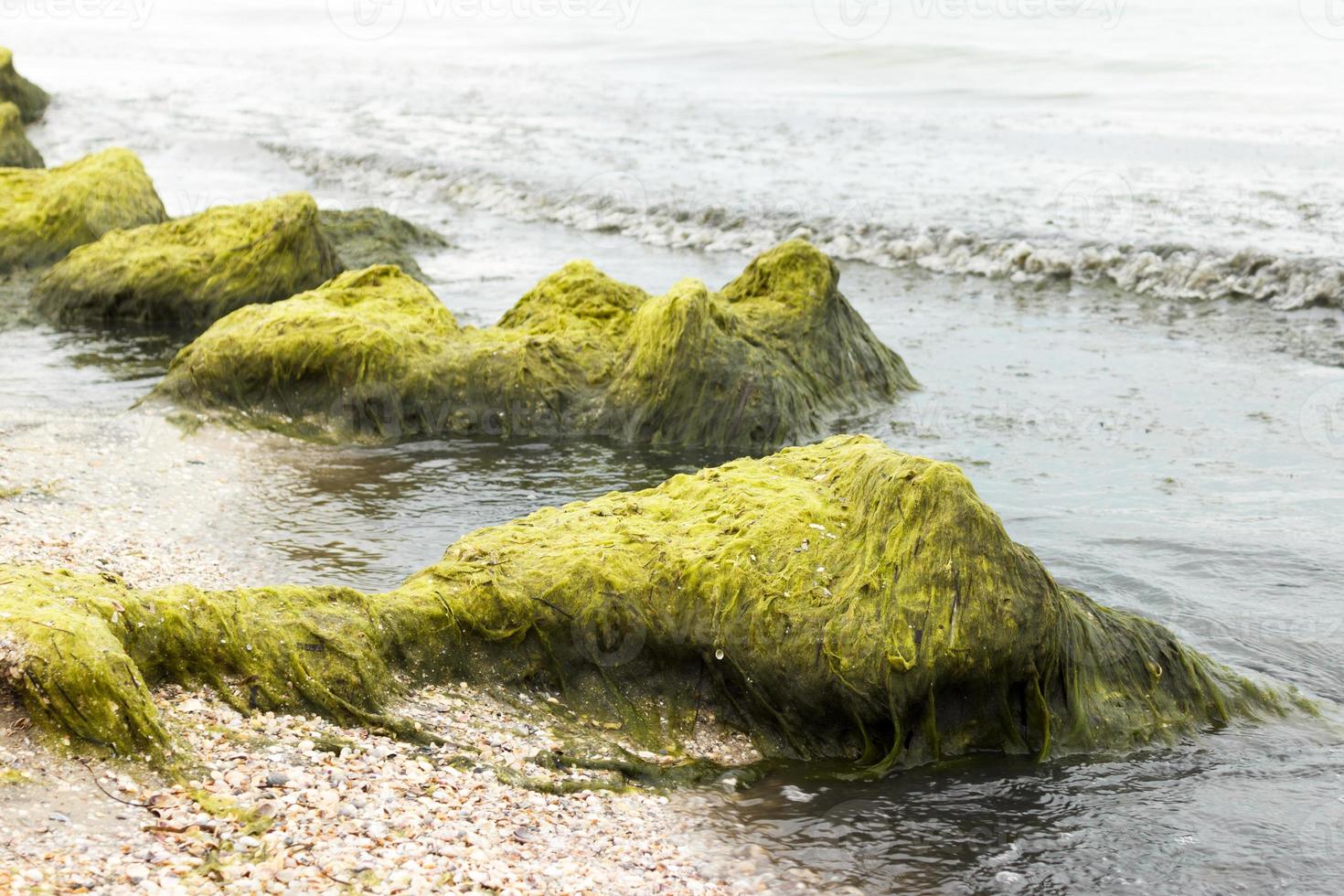 algas em uma pedra à beira-mar em um dia nublado. conceito de ecologia e desastres naturais foto