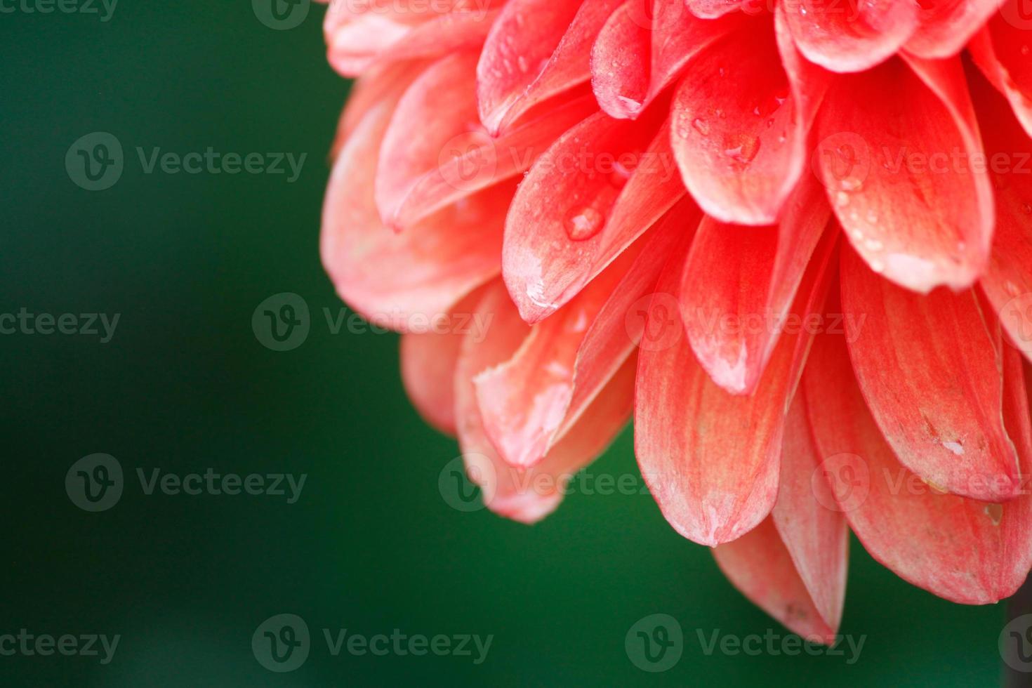 pétalas de flor de dália com gotas de água 1335840 Foto de stock no Vecteezy