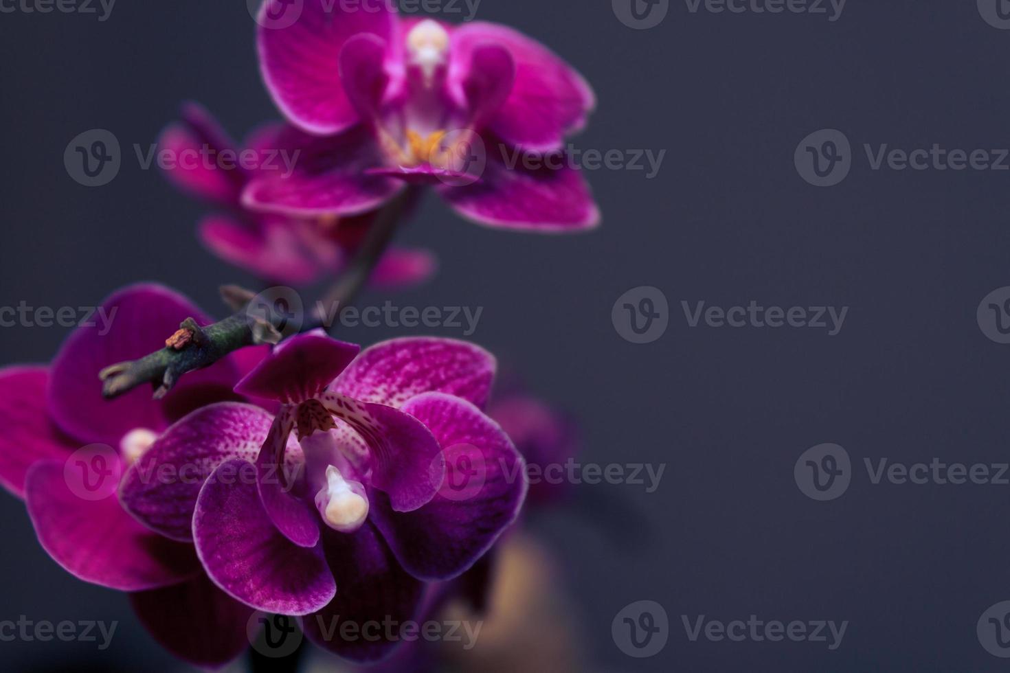 flores roxas da orquídea. 1336066 Foto de stock no Vecteezy