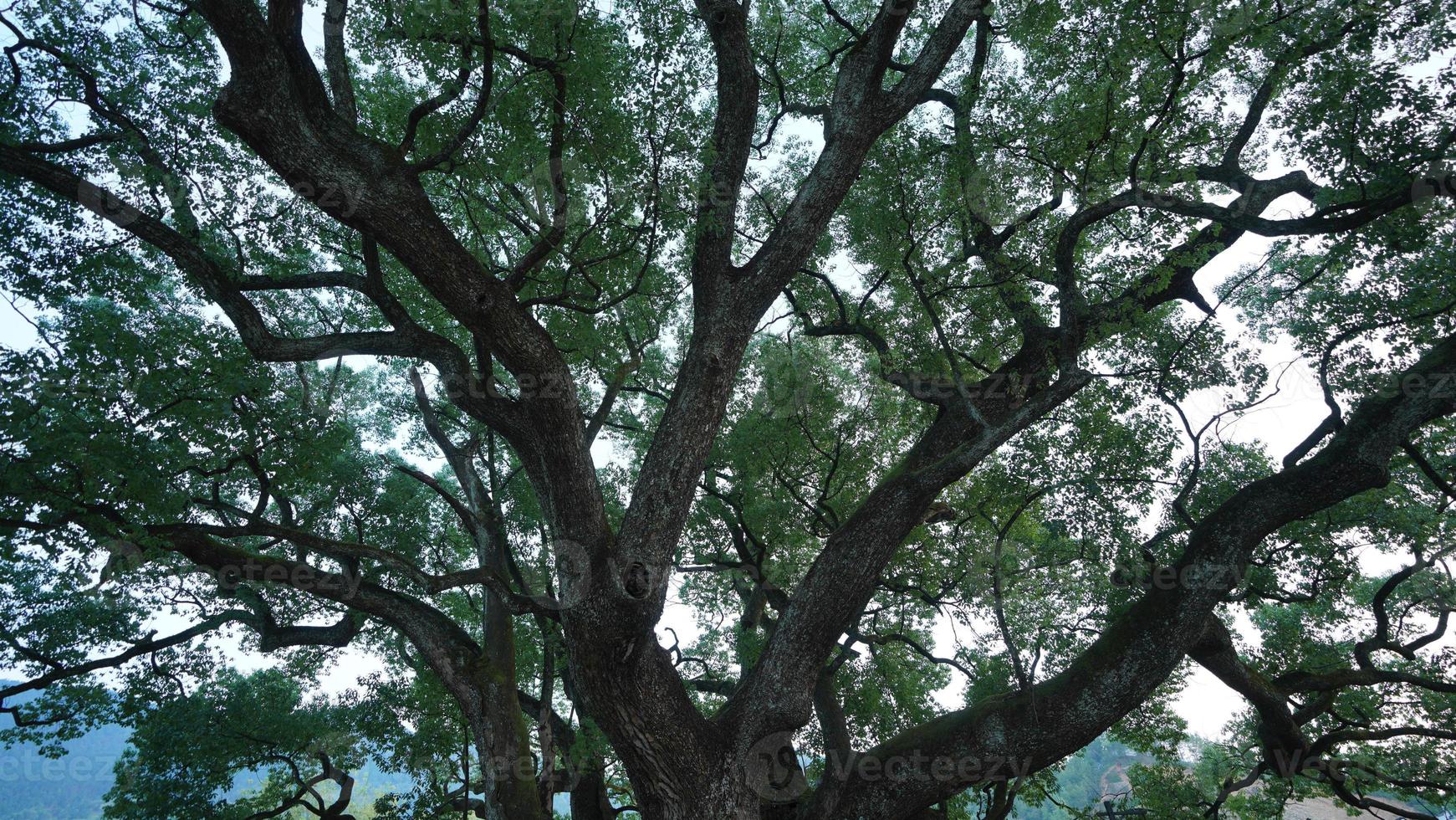 a velha e grande árvore cheia de folhas verdes no interior da China foto