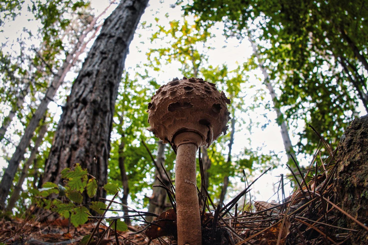 macrolepiota procera, conhecido como drum club, é um fungo que cresce na floresta sob plantas no outono foto