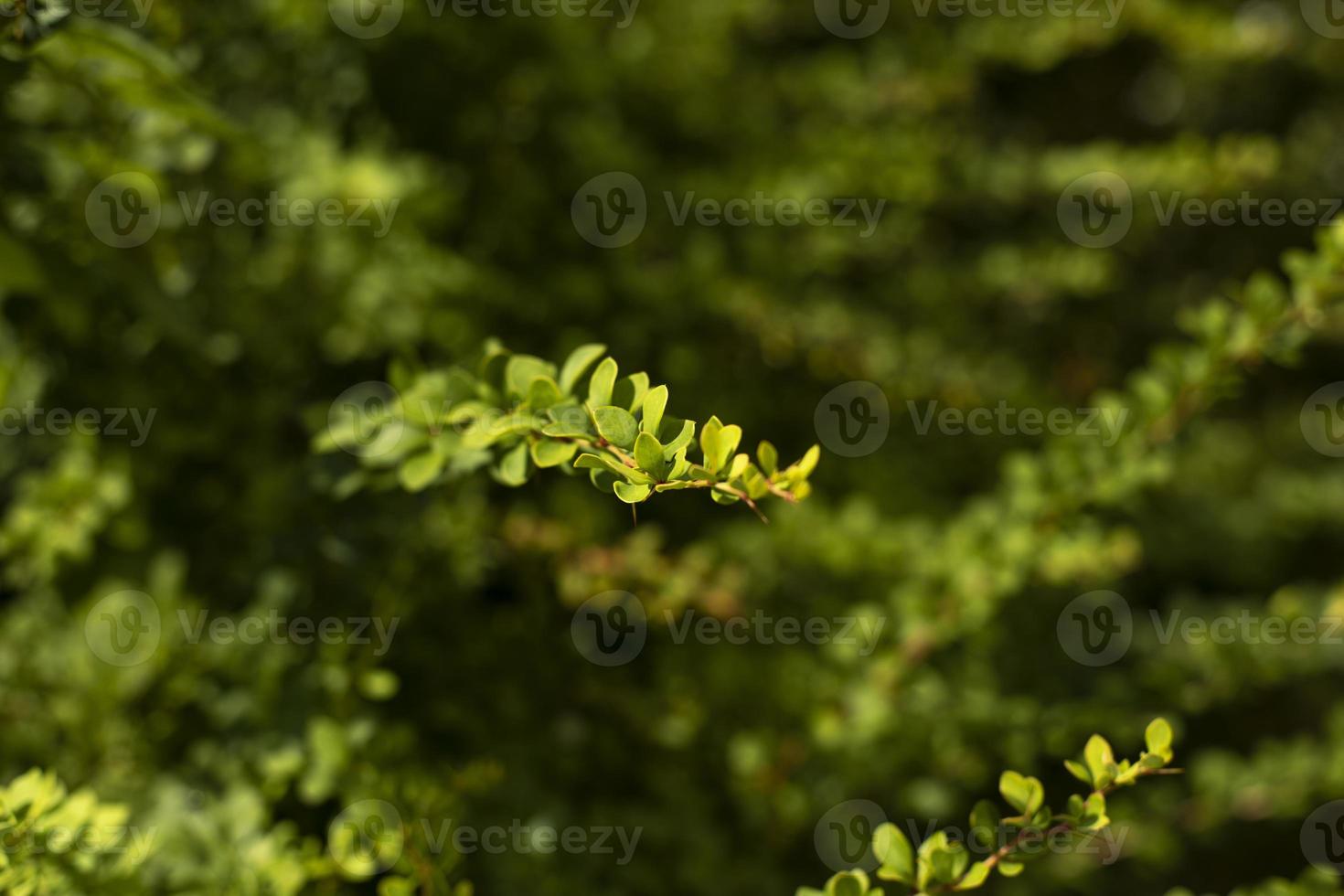 arbusto verde. galhos finos com folhas pequenas. detalhes da natureza no parque. foto