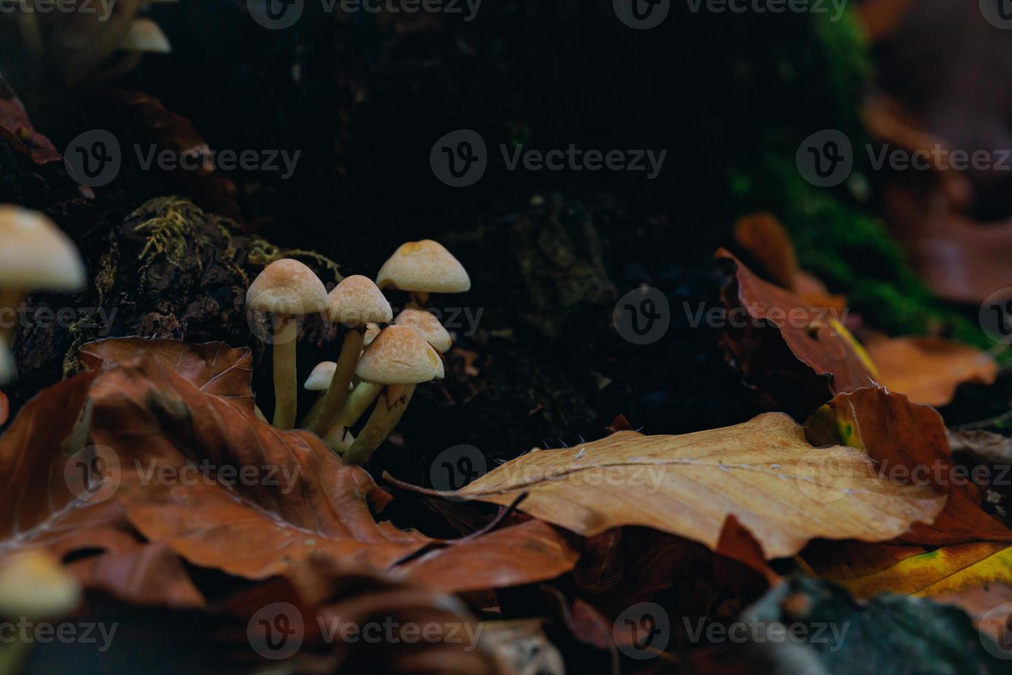 pequenos cogumelos amarelos crescendo de toco de árvore em decomposição foto
