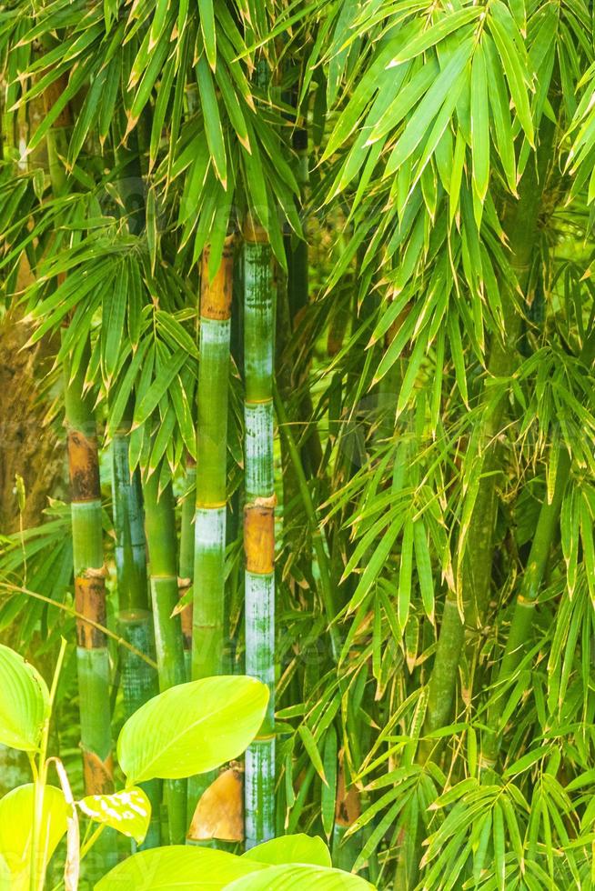 verde amarelo bambu árvores floresta tropical na ilha de phuket tailândia. foto