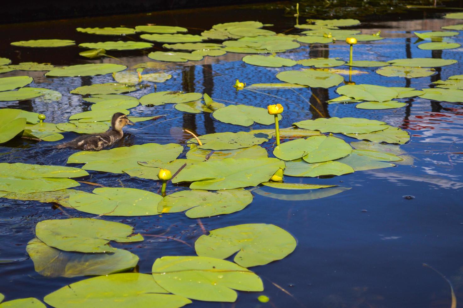 o filhote de patinho nada correndo ao longo da água ao longo de lindos nenúfares verdes com folhas verdes nas margens do rio, o lago na natureza foto