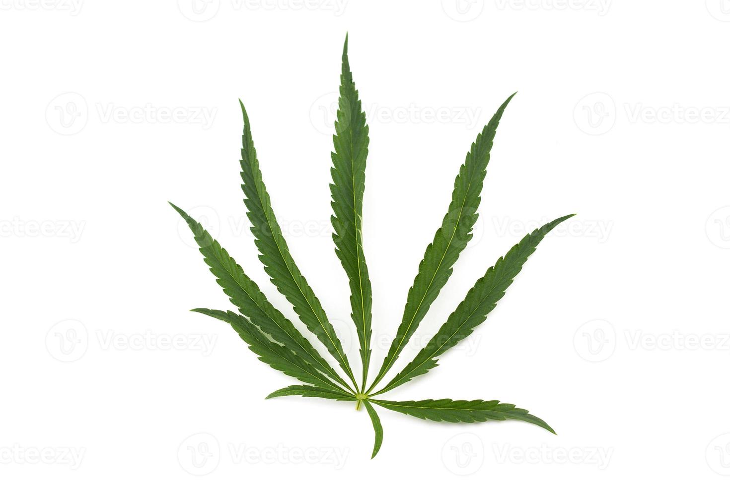 folha de cannabis em um fundo branco. galho verde de cânhamo foto