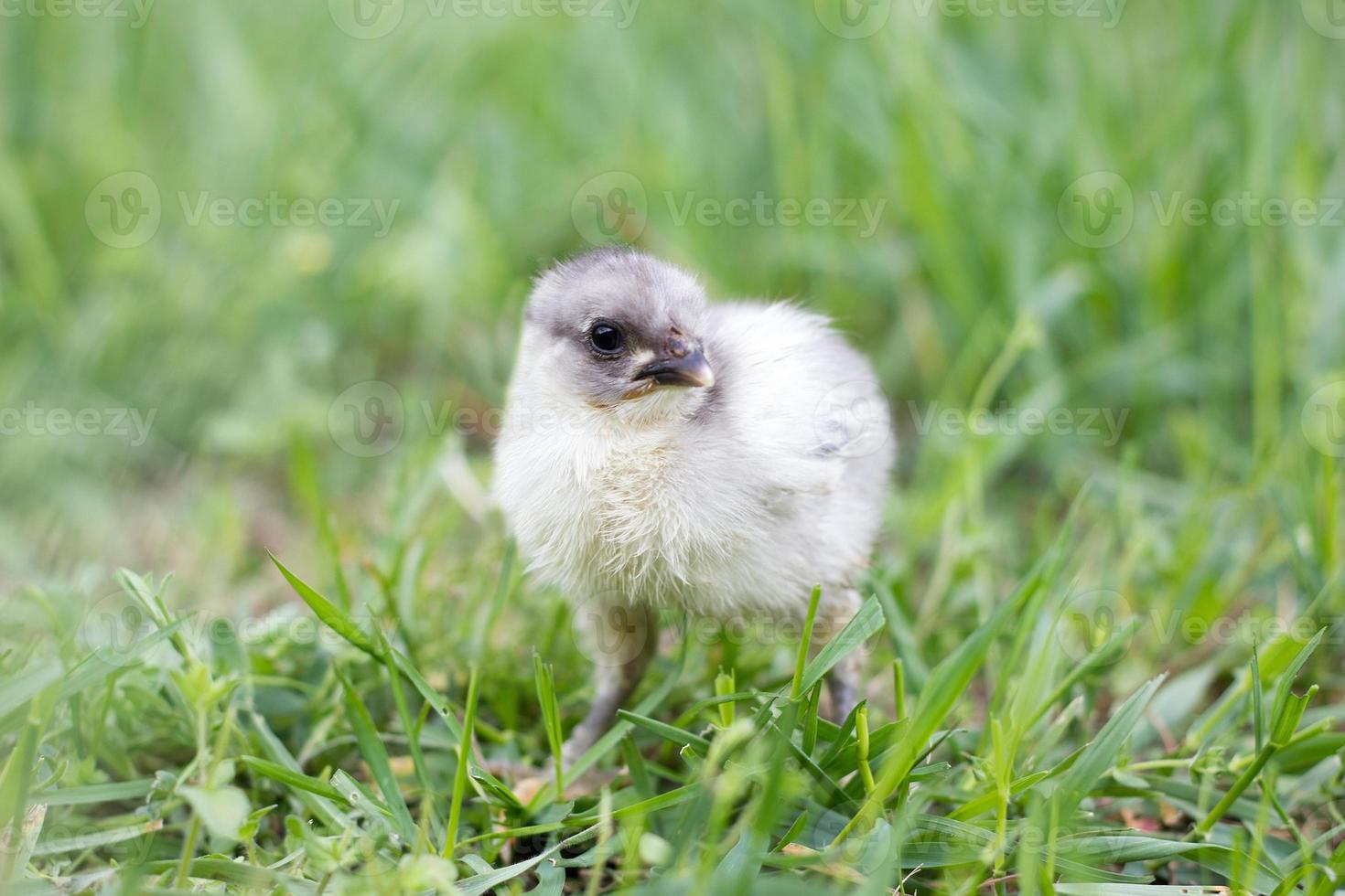 galinha cinzenta na grama verde. temporada de primavera. criação de galinhas foto