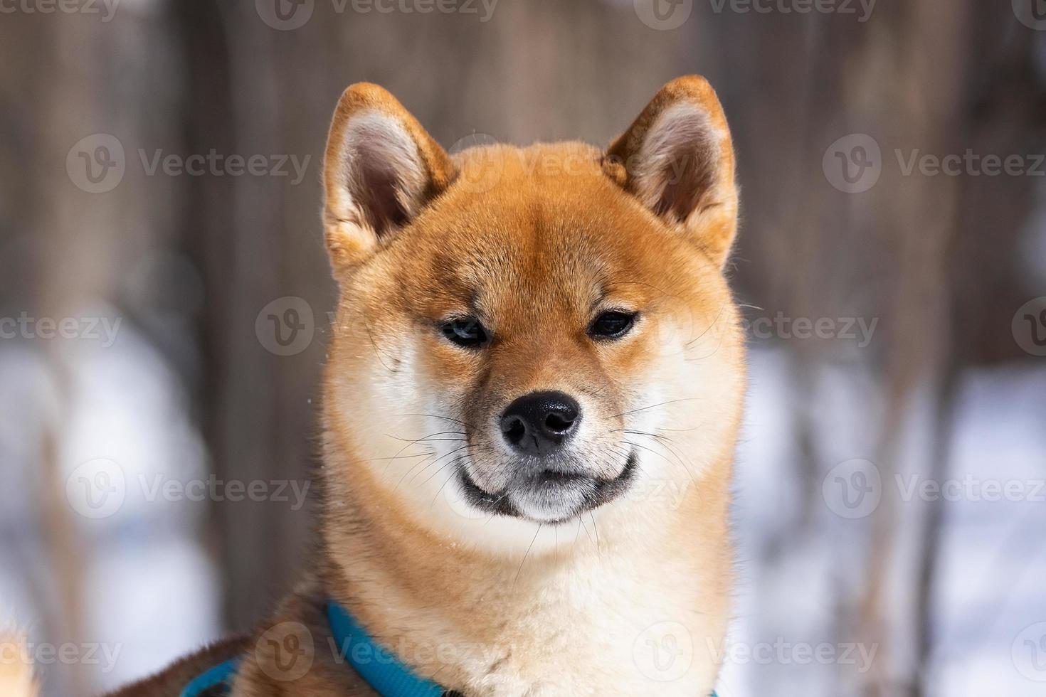 cão shiba inu na floresta de conto de fadas de neve de inverno foto