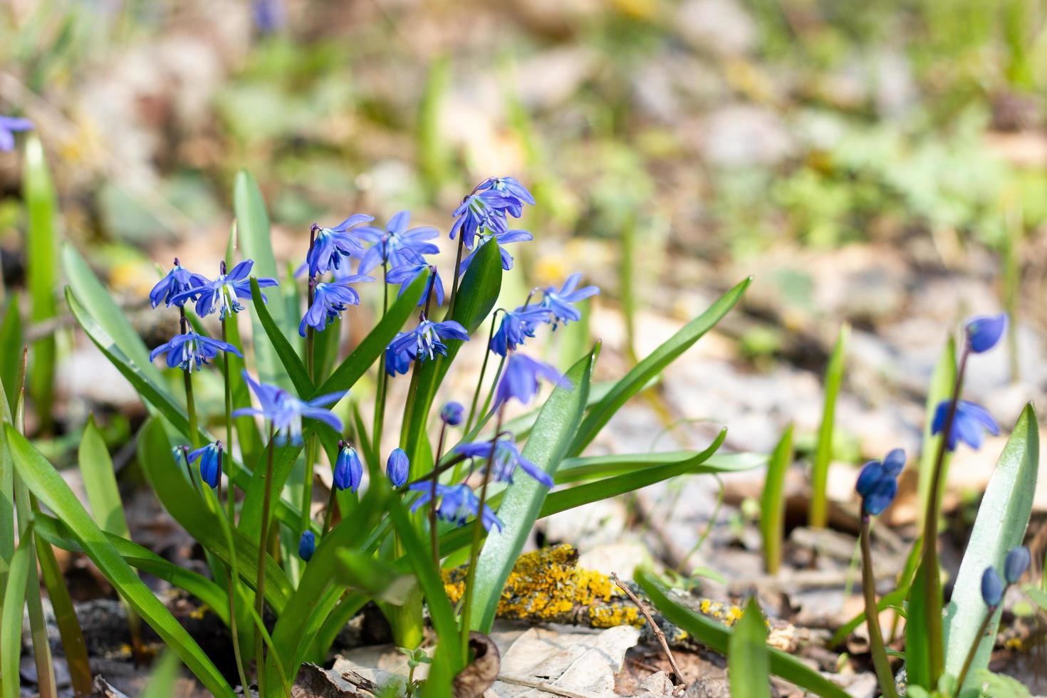 um arbusto de snowdrops azuis no início da primavera. floresta de primavera com as primeiras flores. foto