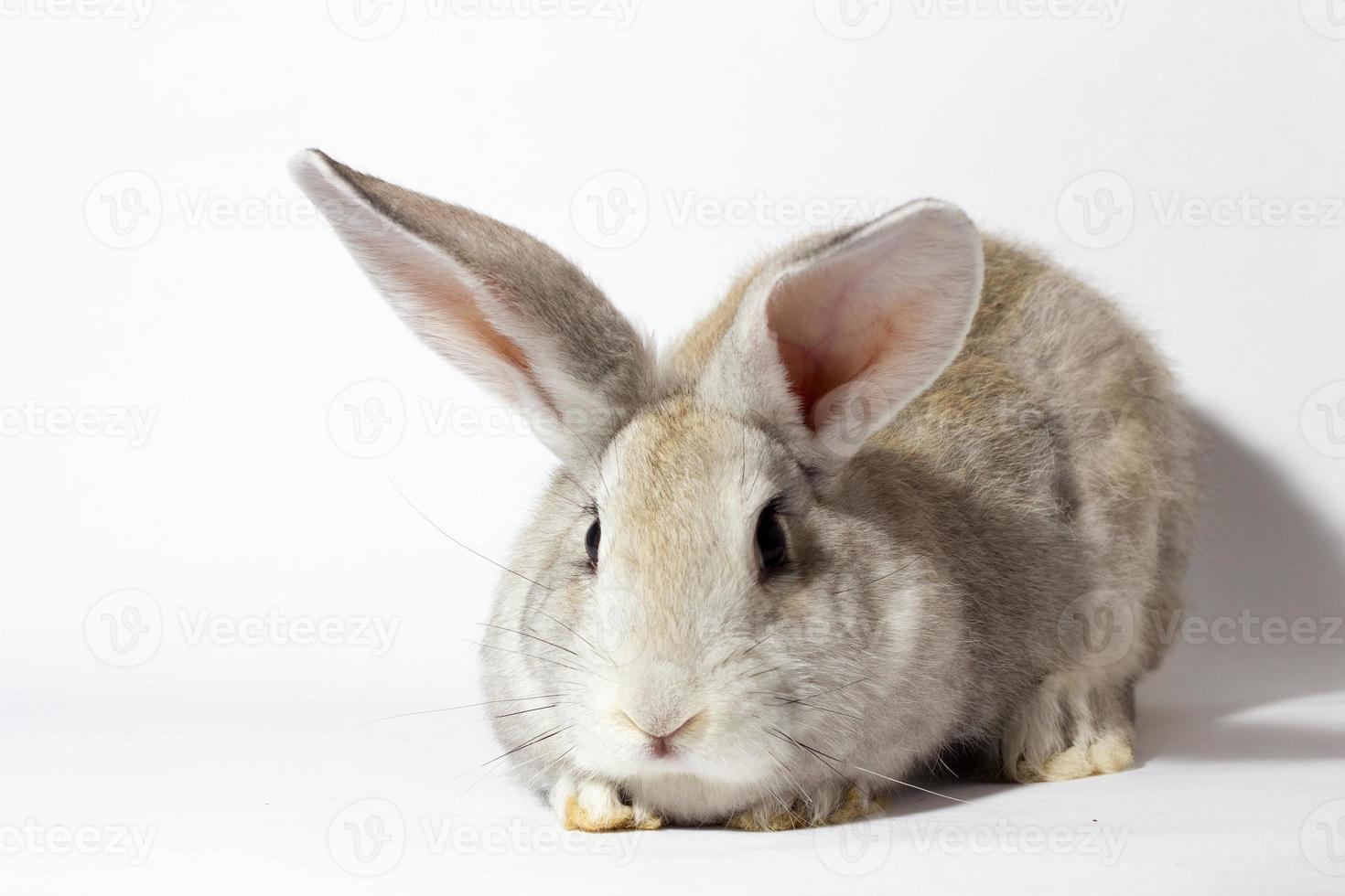 um pequeno coelho cinza fofo isolado em um fundo branco. coelhinho da páscoa para as férias de primavera. foto