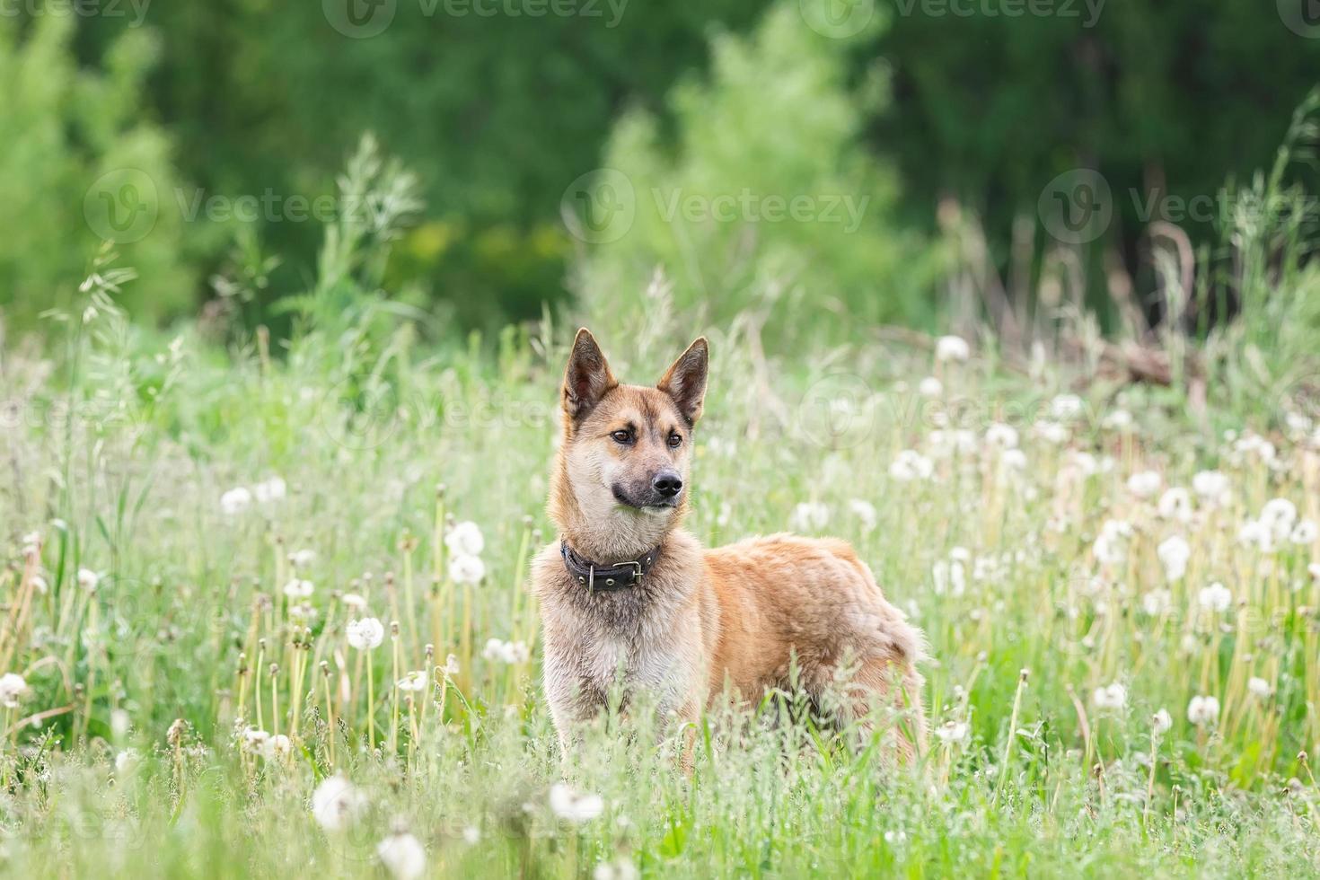 cão mestiço de cor vermelha está de bruços na grama, esticando as patas dianteiras para a frente. primavera foto