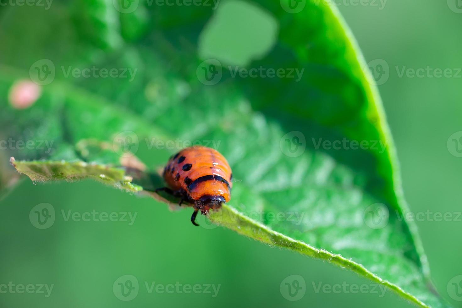 close-up de larva de besouro colorado na folhagem de batata na natureza foto