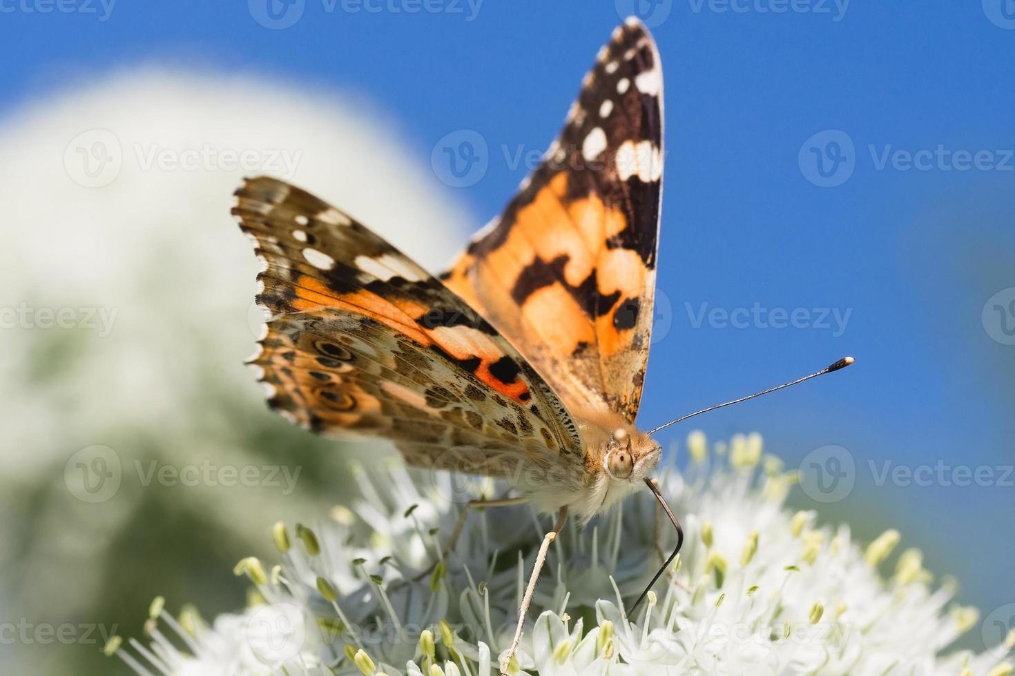 borboleta na flor da flor na natureza verde. foto