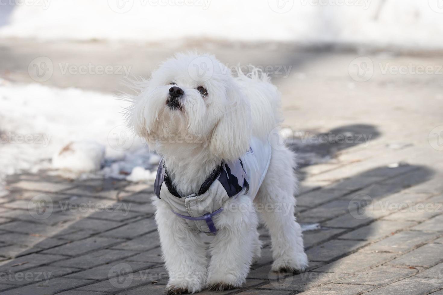 cachorro neve inverno foto