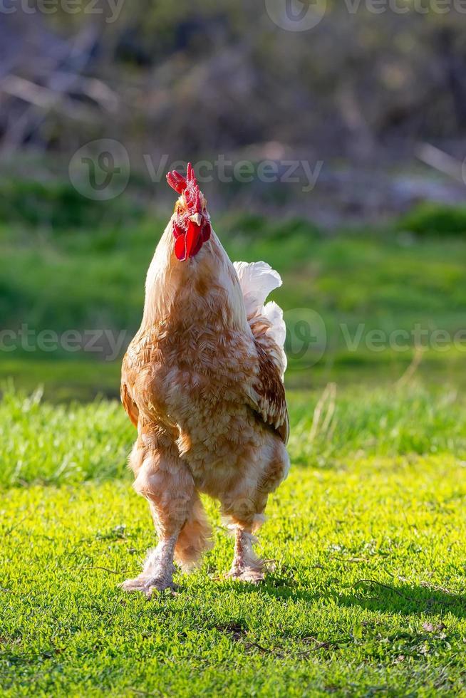 lindo galo em pé na grama em background.rooster verde natureza turva vai cantar. foto