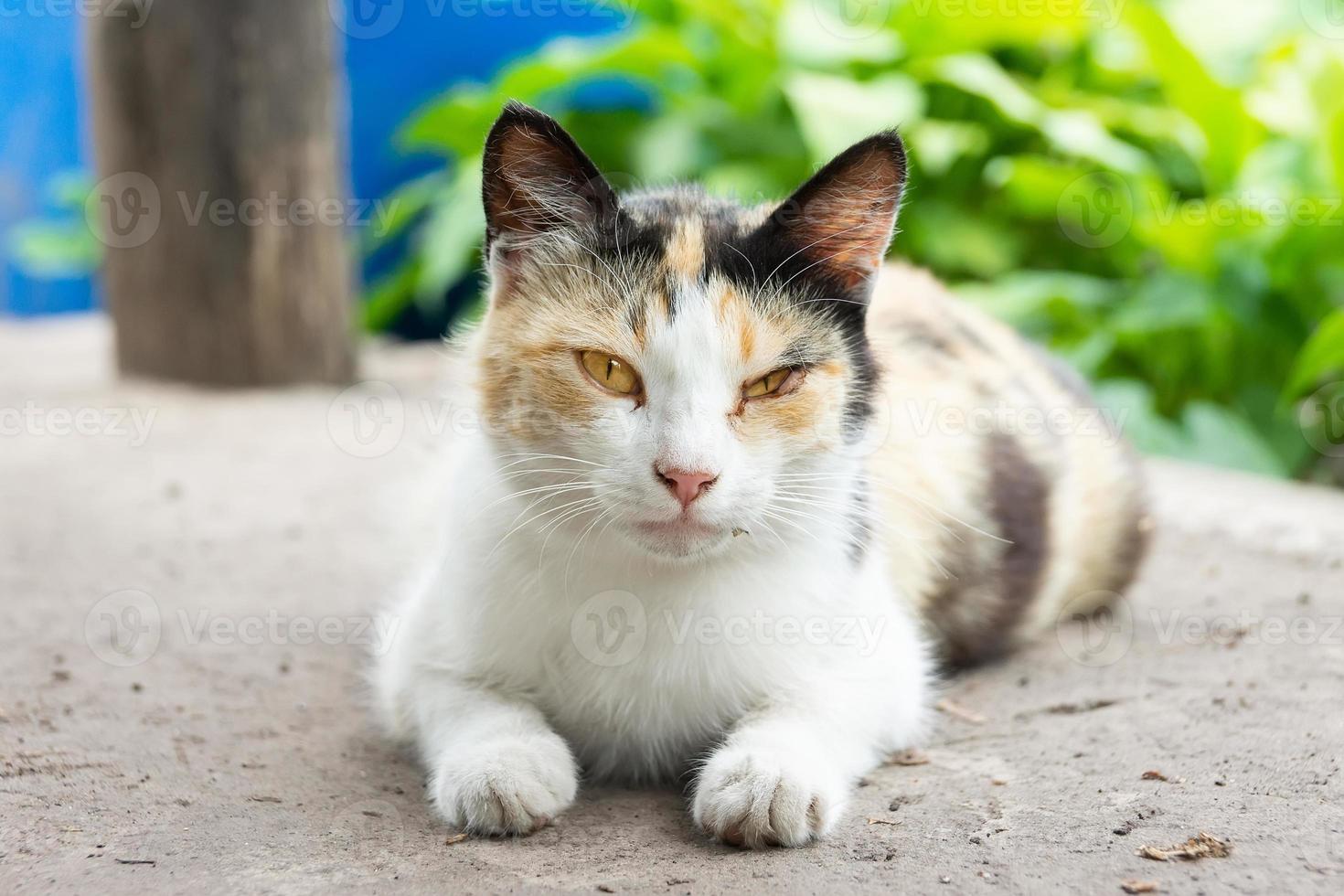 gato fofo brincando no parque em dia chuvoso.. foto