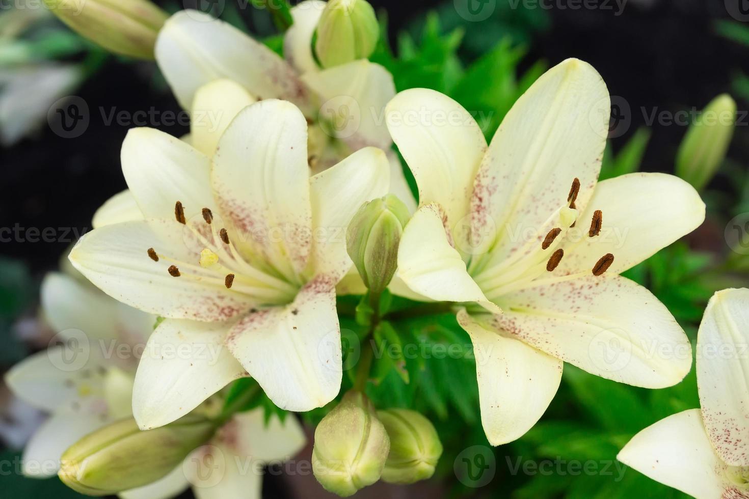 flor de lilium branca, lilium l em luz natural no jardim. uma grande flor foto