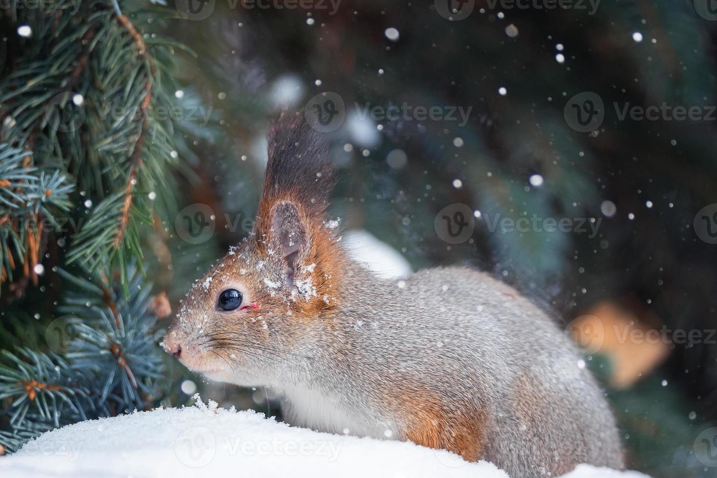esquilo vermelho sentado em um galho de árvore na floresta de inverno e mordiscando sementes no fundo de árvores cobertas de neve.. foto
