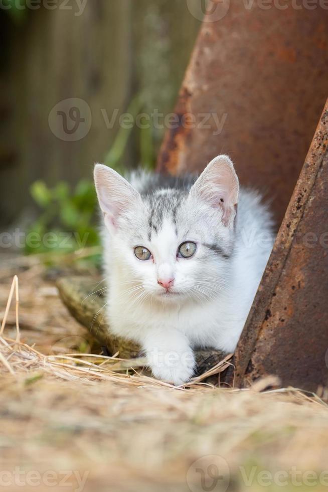 gato cinza branco no caçador de grama foto
