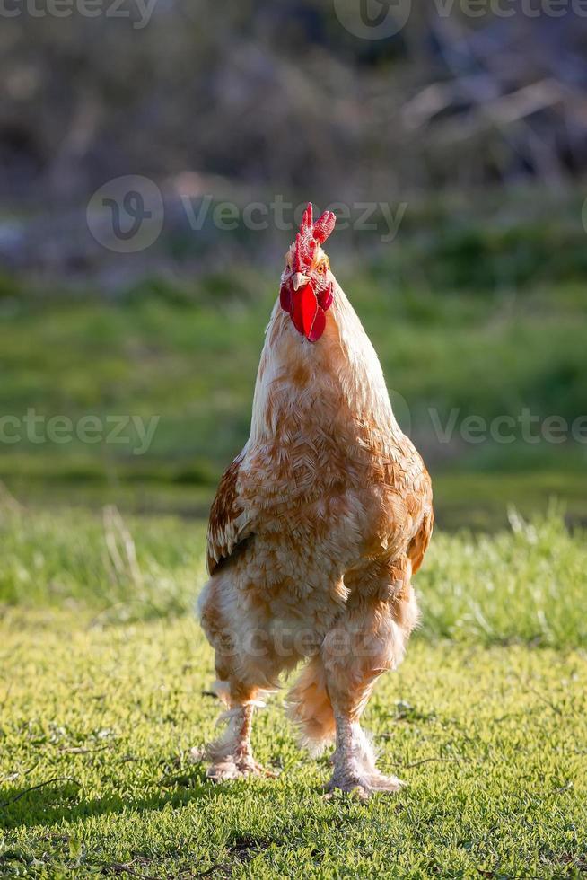 lindo galo em pé na grama em background.rooster verde natureza turva vai cantar. foto