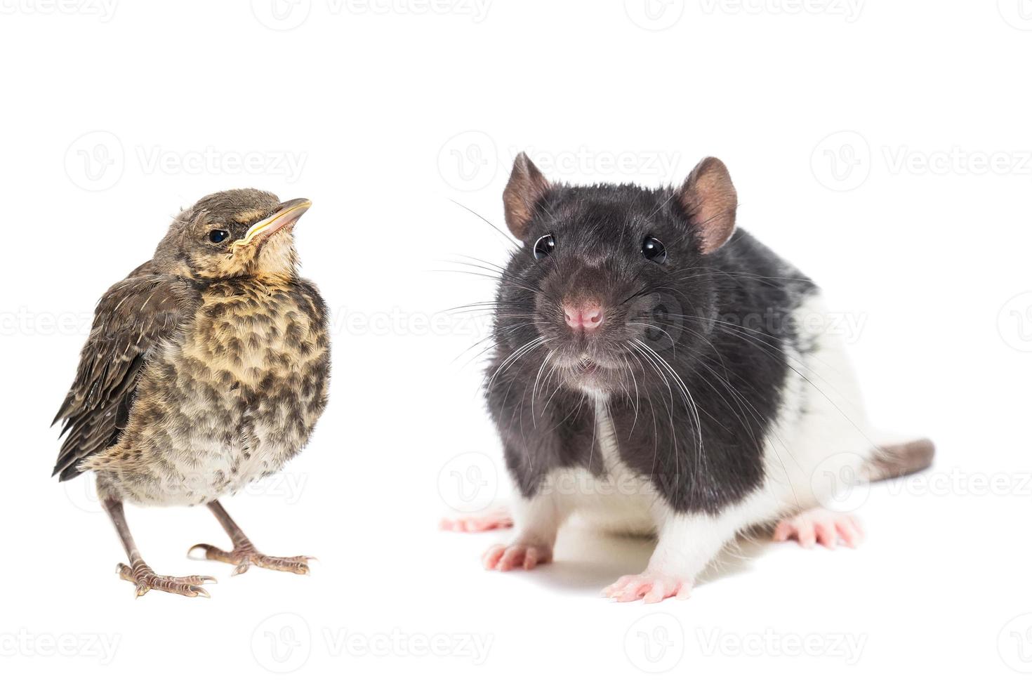 um rato e um filhote de tordo isolado em um fundo branco foto