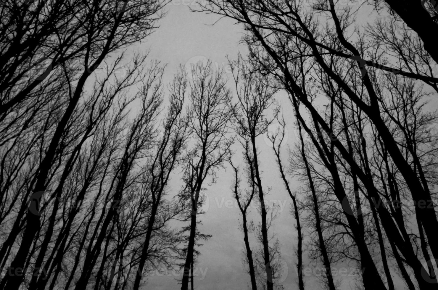 silhuetas negras de galhos de árvores carecas, fundo de halloween, preto e branco foto