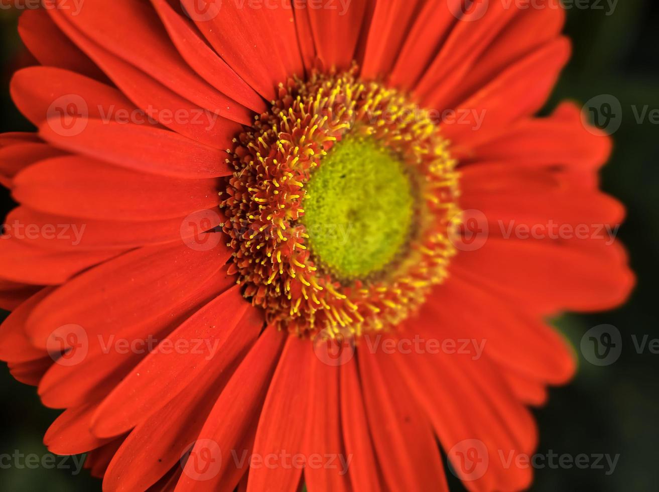 margarida barberton vermelho carmim foto