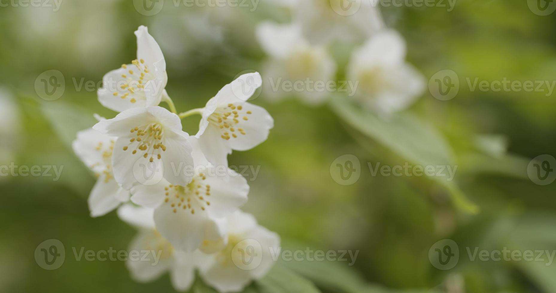 foto de flores de jasmim em flor ao ar livre 1342312 Foto de stock no  Vecteezy