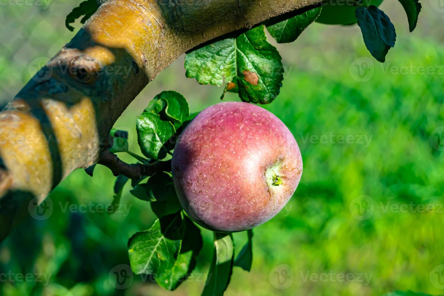 fotografia sobre o tema lindo ramo de frutas macieira foto