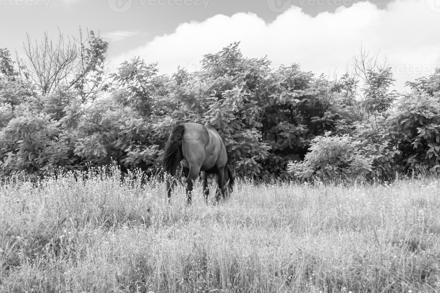 lindo garanhão de cavalo selvagem no prado de flores de verão foto