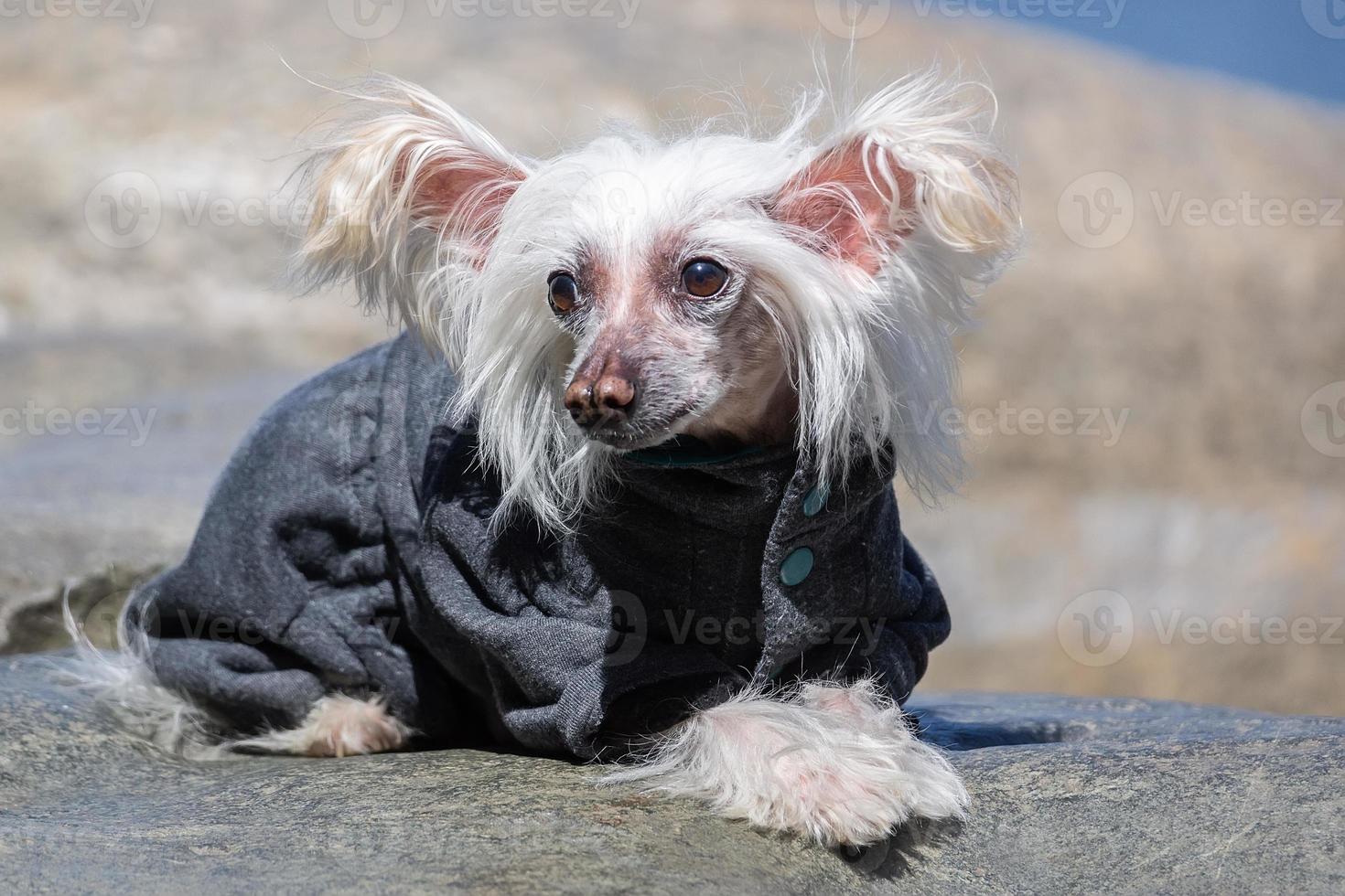 cão de crista chinês.. foto