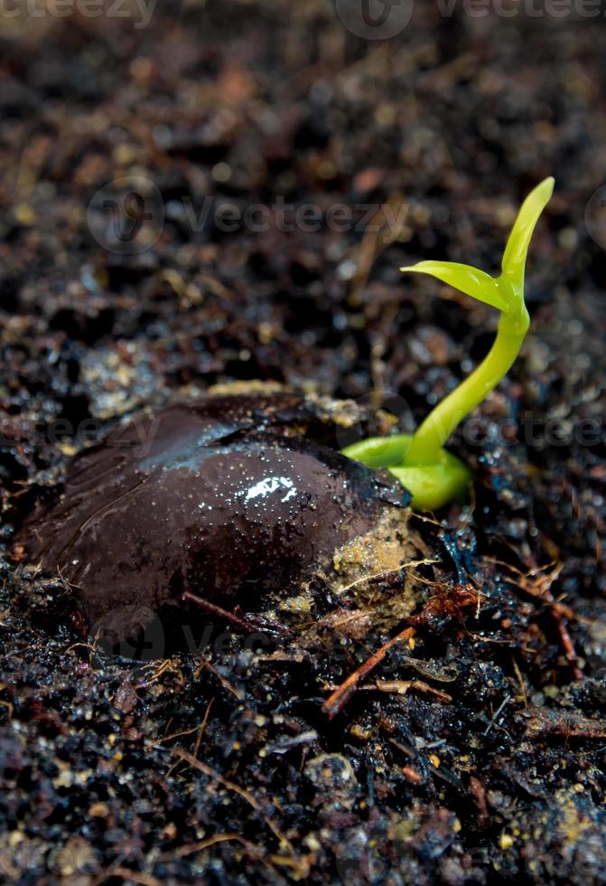 folhas de broto de planta jovem semeando na floresta foto