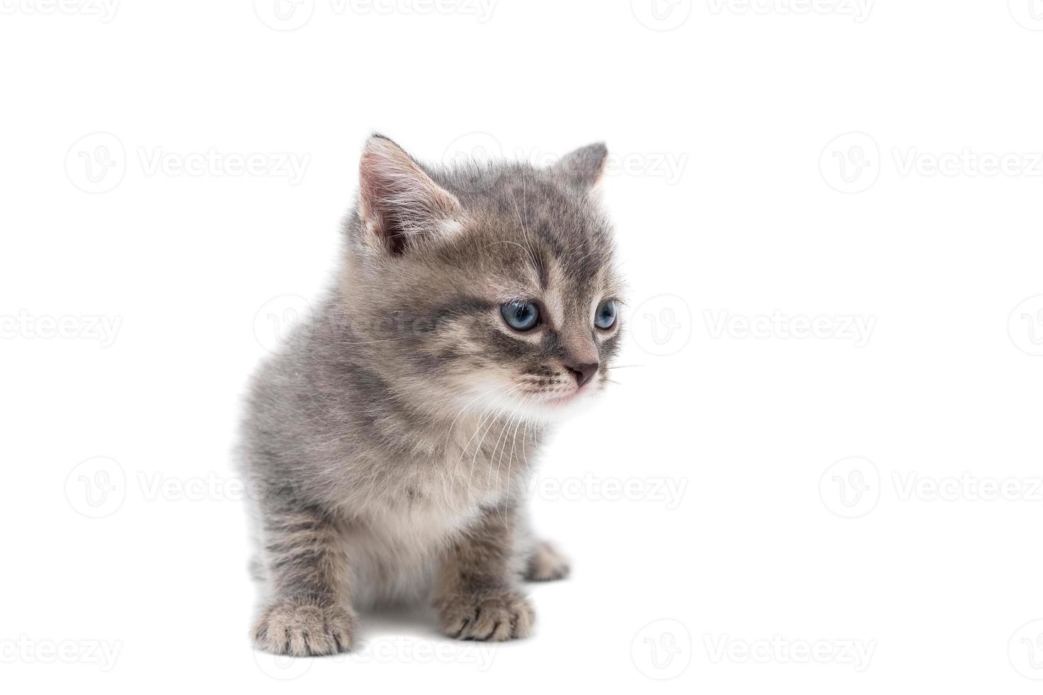 gatinho cinza isolado em um fundo branco. foto