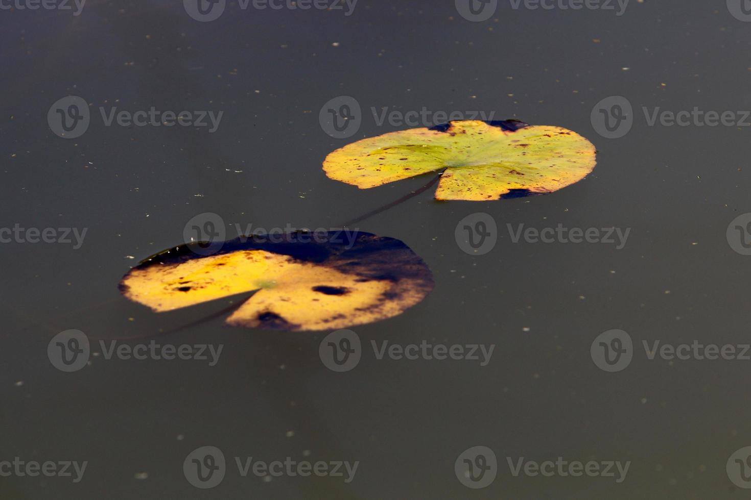 flores de nenúfar brilhante e grandes folhas verdes em um lago em israel foto